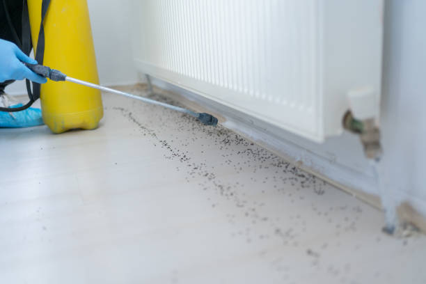 Best Wasp Removal Services  in Three Rivers, CA